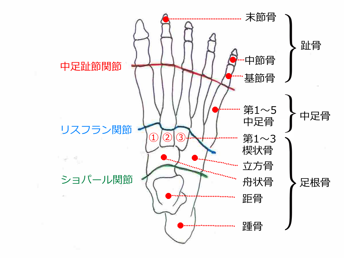 足部解剖図